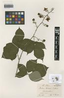 Syntype of Rubus winteri (P. J. Müll. ex Focke) Foerster [family ROSACEAE]