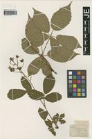 Type? of Rubus fastigiatus Weihe & Nees [family ROSACEAE]
