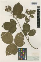 Type? of Rubus macrophyllus Weihe & Nees [family ROSACEAE]