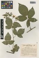 Isotype of Rubus sieberi H. Hofm. [family ROSACEAE]