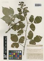 Isotype of Rubus winteri (P. J. Müll. ex Focke) Foerster species parvulus G. Braun [family ROSACEAE]
