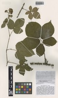 Isotype of Rubus glandithyrsos G. Braun [family ROSACEAE]