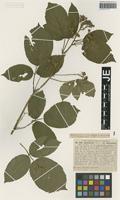 Syntype of Rubus hypomalacus Focke [family ROSACEAE]