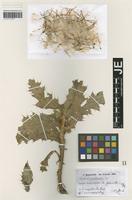 Holotype of Carduus pindicolus Hausskn. [family ASTERACEAE]