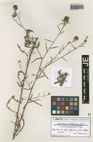 Syntype of Centaurea debeauxii Gren. & Godr. species macrocephala Pommaret [family ASTERACEAE]