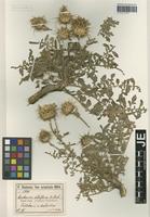 Paratype of Centaurea carduiformis DC. subspecies orientalis Wagenitz [family ASTERACEAE]