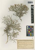Syntype of Centaurea spinosa L. variety tomentosa Halácsy [family ASTERACEAE]