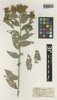 Original material of Centaurea stenolepis A. Kern. [family ASTERACEAE]