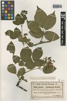 Isotype of Rubus gratus Focke variety hypomalacoides Sudre [family ROSACEAE]