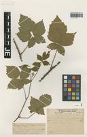 Paratype of Rubus lobatidens H. E. Weber & Stohr [family ROSACEAE]