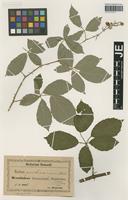 Syntype of Rubus platyacanthus Utsch ex P. Demandt [family ROSACEAE]