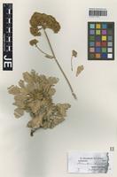 Isotype of Pyrethrum leucophyllum Boiss. & Hausskn. [family ASTERACEAE]