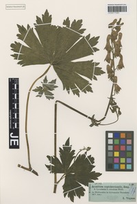 Type? of Aconitum moldavicum Hacq. ex Rchb. forma obtusidentatum Simonk. ex Gáyer [family RANUNCULACEAE]