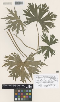 Type? of Aconitum fallacinum Błocki [family RANUNCULACEAE]
