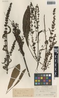 Syntype of Rumex sagorskii Hausskn. [family POLYGONACEAE]