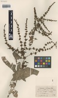 Syntype of Rumex pulcher L. forma macrodontus Hausskn. [family POLYGONACEAE]