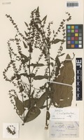 Holotype of Rumex dumulosus Hausskn. [family POLYGONACEAE]