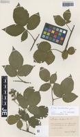 Original material of Rubus exarmatus H. E. Weber & W. Jansen [family ROSACEAE]