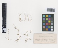 Syntype of Saxifraga tridactylites L. forma flaccidissima Engl. & Irmsch. [family SAXIFRAGACEAE]