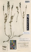 Syntype of Veronica austriaca L. variety canescens Boiss. [family SCROPHULARIACEAE]