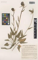 Isotype of Phyteuma vagneri A. Kern. [family CAMPANULACEAE]