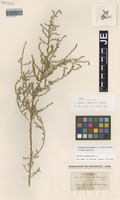 Isotype of Salsola damascena Botsch. [family CHENOPODIACEAE]