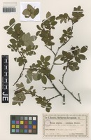 Original material of Rosa tredecim-arborum Buser ex R. Keller variety pubescens R. Keller [family ROSACEAE]