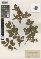 Original material of Rosa schemnitzensis Kmet ex Heinr. Braun [family ROSACEAE]