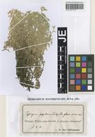 Syntype of Sphagnum papillosum Lindb. variety glaucovirens Schlieph. ex Roell [family SPHAGNACEAE]
