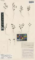 Isotype of Veronica campylopoda Boiss. variety leiocarpa Bornm. [family SCROPHULARIACEAE]