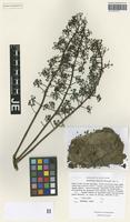 Isotype of Polyscias felicis Bernardi [family ARALIACEAE]