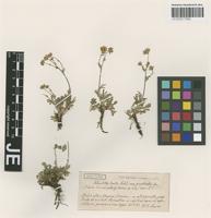 Syntype of Potentilla hirta L. forma nana Th. Wolf [family ROSACEAE]