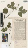 Syntype of Rubus pedemontanus Pinkw. [family ROSACEAE]