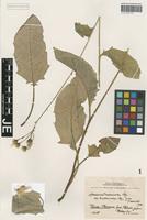 Original material of Hieracium diaphanoides Lindeb. forma aestivale Zahn [family ASTERACEAE]