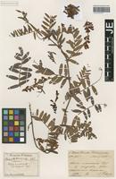 Isotype of Vicia amoena Fisch. ex Ser. _unranked angusta Freyn [family FABACEAE]