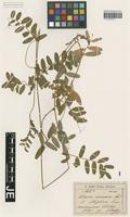 Syntype of Vicia amoena Fisch. ex Ser. _unranked elliptica Freyn [family FABACEAE]