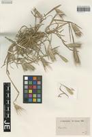 Syntype of Hordeum murinum L. variety pruinosum Hausskn. [family POACEAE]