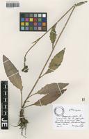 Isotype of Hieracium vulgatum Fr. forma rufovirens Zahn [family ASTERACEAE]