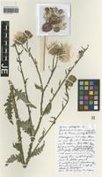 Isotype of Carduus sepincolus Hausskn. [family ASTERACEAE]