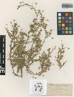 Type? of Ononis foetida Schousb. ex DC. [family FABACEAE]