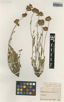 Original material of Anthyllis vulneraria L. variety pseudodillenii Sagorski [family FABACEAE]