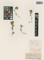Holotype of Anthyllis vulneraria L. forma pumila Sagorski [family FABACEAE]