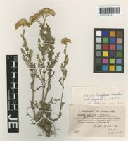 Isotype of Achillea tymphaea Hausskn. [family ASTERACEAE]