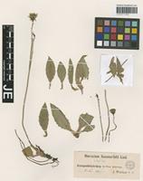 Original material of Hieracium clusii Dichtl [family ASTERACEAE]