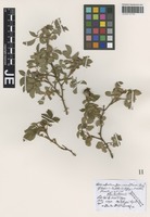 Type? of Rosa uriensis Lagger & Puget species addensis R. Keller [family ROSACEAE]
