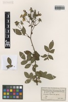 Syntype of Rosa panormitana Tod. [family ROSACEAE]