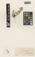 Syntype of Petrosimonia brachyphylla (Bunge) Iljin [family CHENOPODIACEAE]