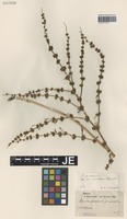 Syntype of Rumex pulcher L. forma macrodontus Hausskn. [family POLYGONACEAE]