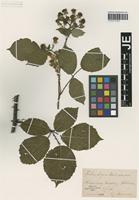 Syntype of Rubus elegans Utsch [family ROSACEAE]