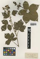 Type? of Rubus adspersus Weihe ex H. E. Weber [family ROSACEAE]